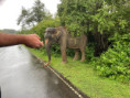 /album/fotogaleria-sri-lanka-maldivy-zajazd-vy-a-my/sri-lanka-by-jamajkanita-32-jpg/